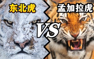 乌兹别克vs孟加拉(乌兹别克对沙特比赛直播)