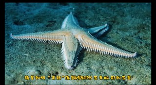 第五海星vs(第五海星x七角cp)