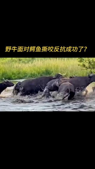 河内水牛vs(河内水牛vs芽庄海豚)