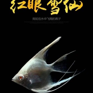 霹雳vs雪兰的简单介绍