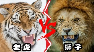 布琳狮子vs(布琳狮子vs墨尔本胜利)