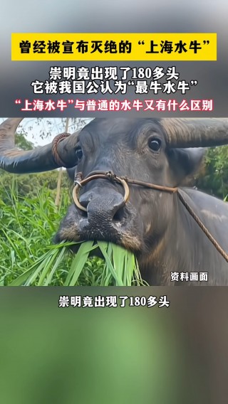 河内水牛VS鲶鱼(河内水牛vs鲶鱼视频)