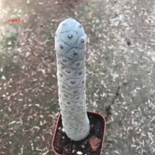 仙人足球(仙人球价格图片)