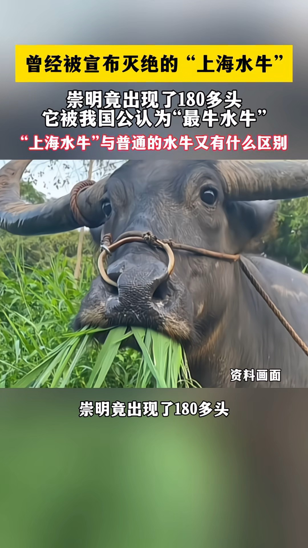 河内水牛VS鲶鱼(河内水牛vs鲶鱼视频)  第1张